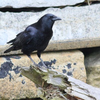 American Crow