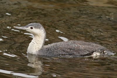 Red-throated Loon