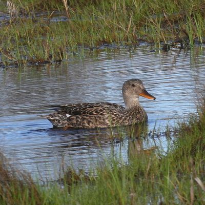 Gadwall ♀