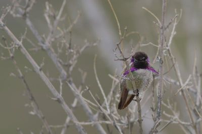 Costa's Hummingbird ♂