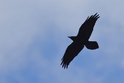 Common Raven