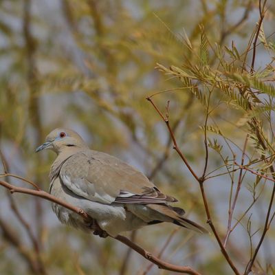 White-winged Dove