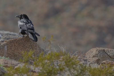 Common Raven