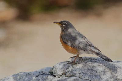 American Robin