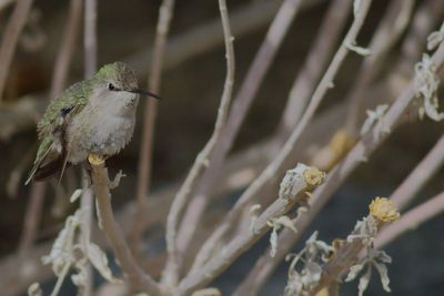 Costa's Hummingbird