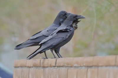 Common Ravens