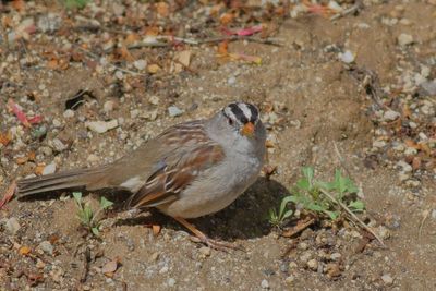 White-crowned Sparrow