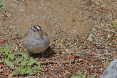 White-crowned Sparrow