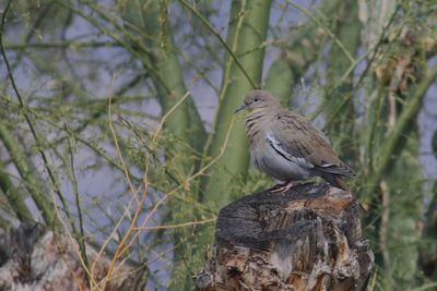 White-winged Dove 