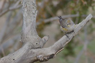 Yellow-rumped Warbler 