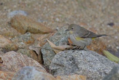 Yellow-rumped Warbler 