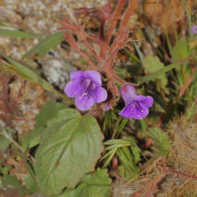 Wild Canterbury Bells * Phacelia minor