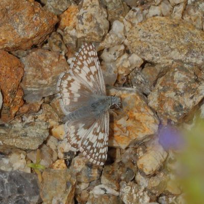 White-Checkered Skipper