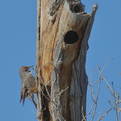 Northern Flicker ♂ / (Red-shafted)