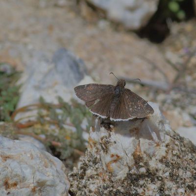 Funereal Duskywing