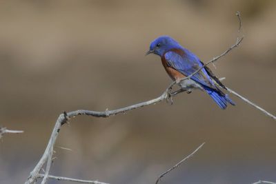 Western Bluebird ♂