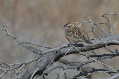 Lark Sparrow