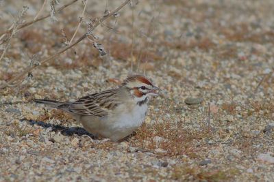 Lark Sparrow