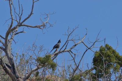 Phainopepla