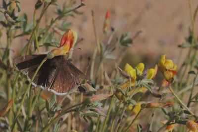 Funereal Duskywing