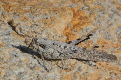 Schistocerca nitens ♀