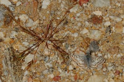 White Checkered-Skipper