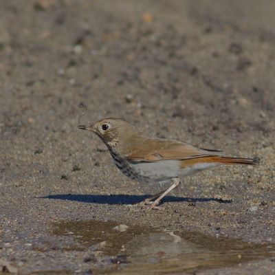 Hermit Thrush