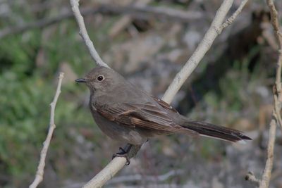 Townsend's Solitaire