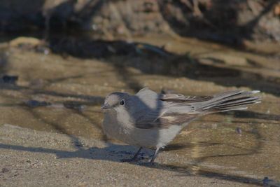 Townsend's Solitaire