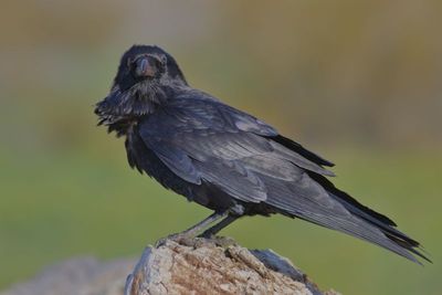 Common Raven
