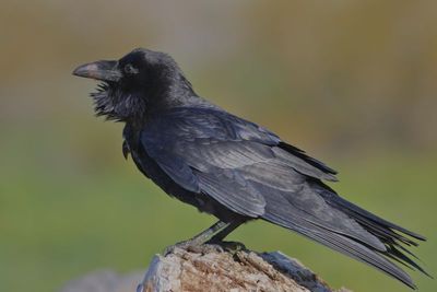 Common Raven