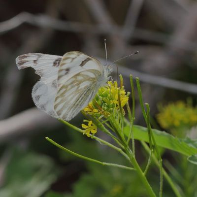 Checkered White