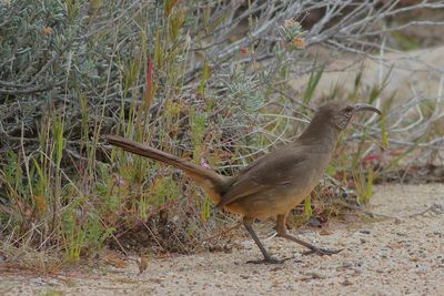 California Thrasher