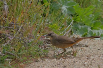 California Thrasher