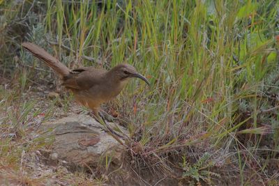 California Thrasher