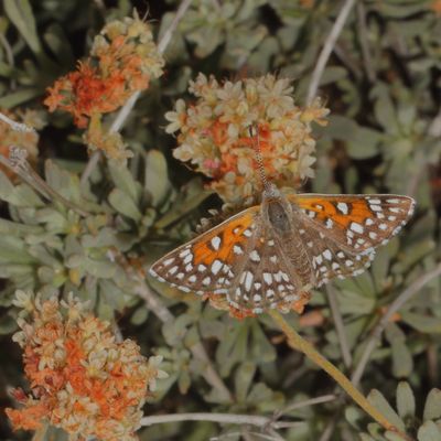 Mexican Metalmark