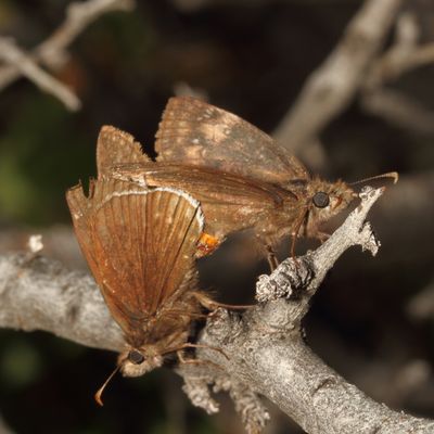 Funereal Duskywing