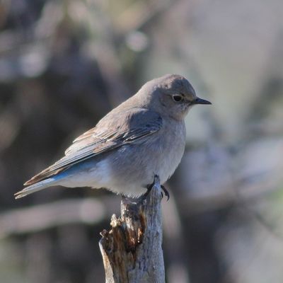 Western Bluebird ♀