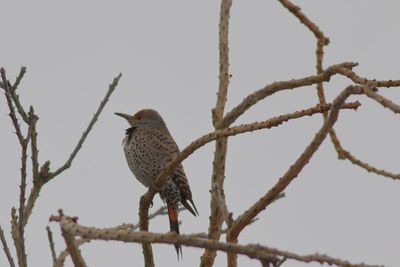 Northern Flicker ♀ / (Red-shafted)
