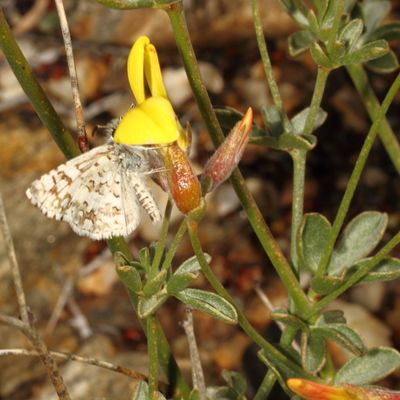 White Checkered-Skipper