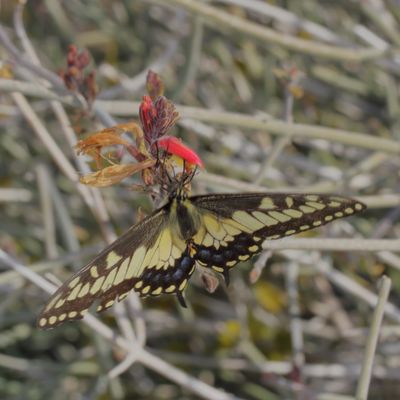 Desert Black Swallowtail