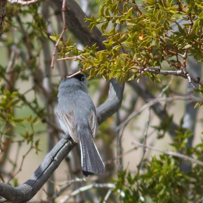 Black-tailed Gnatcatcher