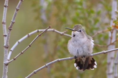 Costa's Hummingbird