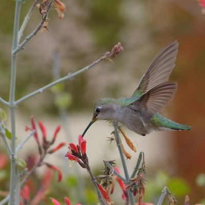 Costa's Hummingbird