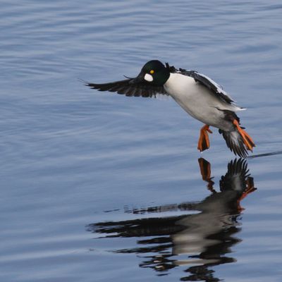 Common Goldeneye ♂