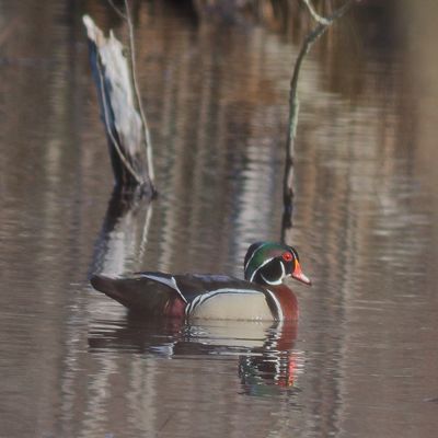 Wood Duck ♂