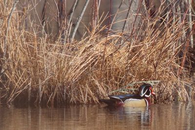 Wood Duck ♂