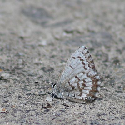 Spring Azure, form marginata