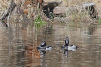 Ring-necked Duck