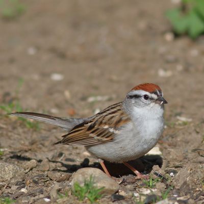 Chipping Sparrow